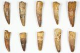 Lot: -, Bargain Spinosaurus Teeth - Pieces #87850-1